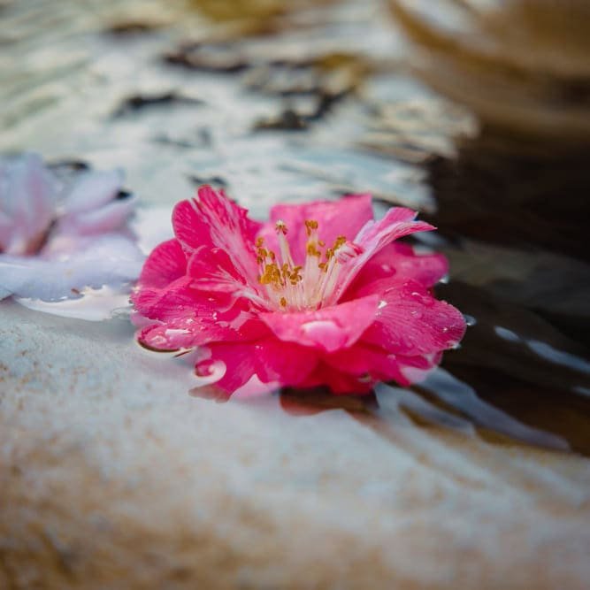 Vitamin C Radiance Boost Serum Geranium Extract Vitamin C Radiance Boost Serum with Geranium Extract