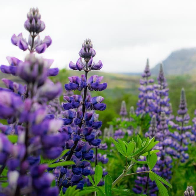 Vitamin C Radiance Boost Serum With Patchouli Extract Vitamin C Radiance Boost Serum With Patchouli Extract